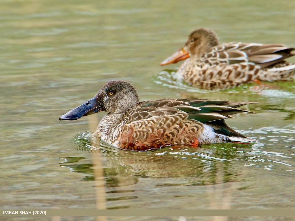 Northern Shoveler (Anas clypeata) by gilgit2 is licensed under CC BY-SA 2.0.